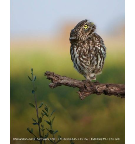 SONY A6700 Cuerpo | ILCE6700B | Alpha 6700  | Vídeo 4K Profesional 26 MP **Reserva de producto**