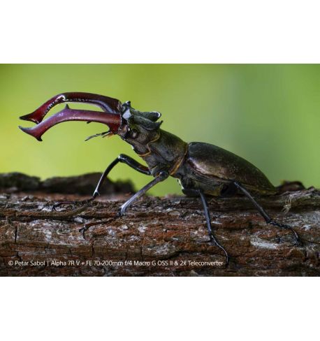 SONY 70-200mm F4 G OSS II | Teleobjetivo zoom G full-frame **Reserva de Producto**