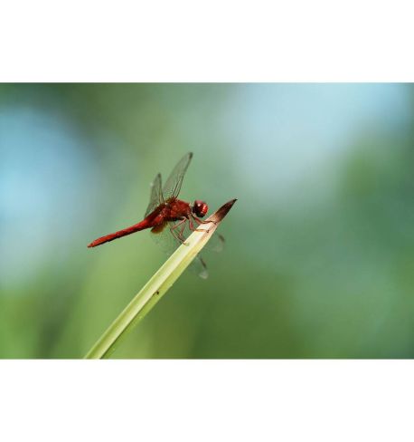 SONY A7 CR BLACK (ILCE7CR) cuerpo | Full Frame | Alpha 7C R  **Reserva de producto**