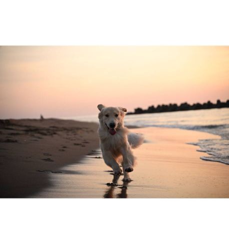 NIKON  Zf (Cuerpo)  **Producto para la Reserva**