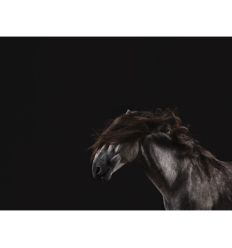 Taller Retratos de animales en clave baja con Haidé Costa 2