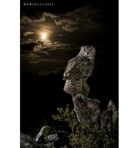 Taller Mirrorless: Fotografía creativa de fauna salvaje