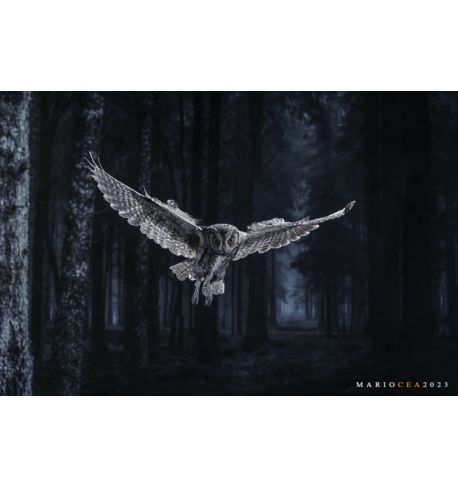 Taller Mirrorless: Fotografía creativa de fauna salvaje