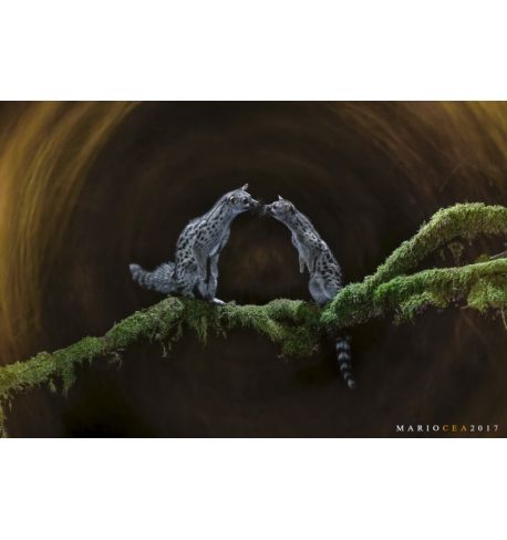 Taller Mirrorless: Fotografía creativa de fauna salvaje