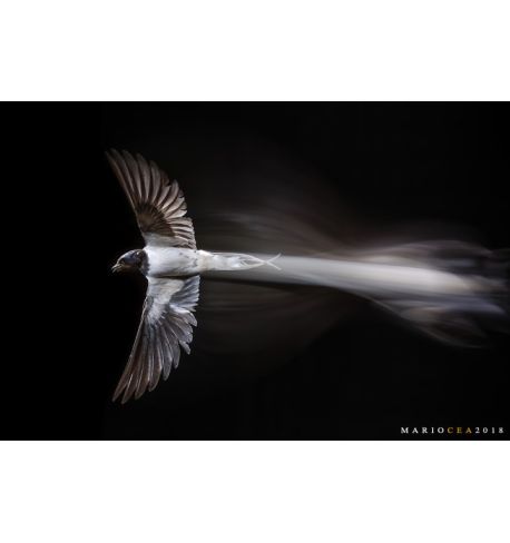 Taller Mirrorless: Fotografía creativa de fauna salvaje