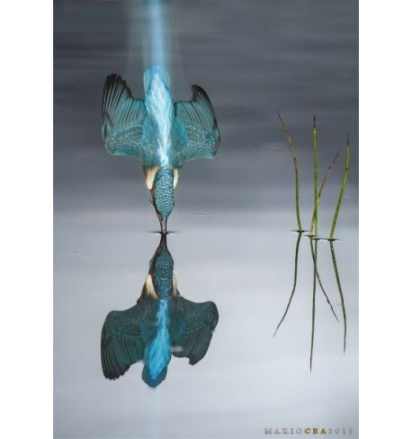 Taller Mirrorless: Fotografía creativa de fauna salvaje