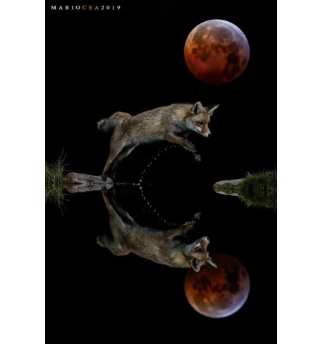 Taller Mirrorless: Fotografía creativa de fauna salvaje