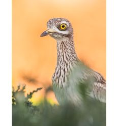 Taller Mirrorless: Tan cerca como salvaje por Naia Pascual 2