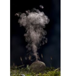 Taller Mirrorless: Fotografía creativa de fauna salvaje por Mario Cea 2