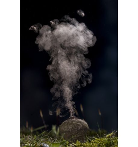 Taller Mirrorless: Fotografía creativa de fauna salvaje