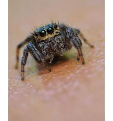 Taller OM-5 Mark II a fondo con Tito García 2