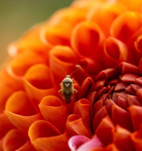 Objetivo Sony 100mm F2.8 GM OSS Macro