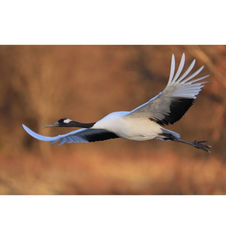 CANON 600mm F4L IS USM (RF) 5054C005AA  **Reserva de producto**