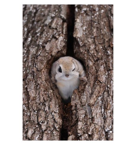 CANON 600mm F4L IS USM (RF) 5054C005AA  **Reserva de producto**