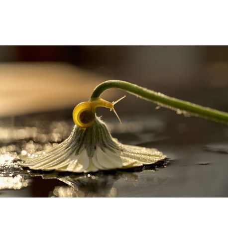 NIKKOR Z 105mm f2.8 VR S macro MC  **Producto para la Reserva**