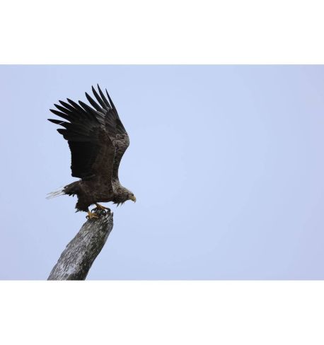 Canon 100-400mm f5.6-8 IS USM 5050C005AA (RF)