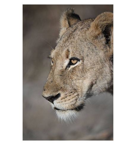 NIKKOR Z 100-400mm f/4.5-5.6 VR S