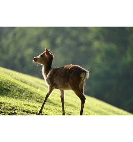 NIKKOR Z 100-400mm f/4.5-5.6 VR S