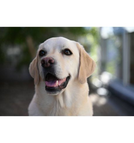 NIKKOR Z 28-75mm f/2.8