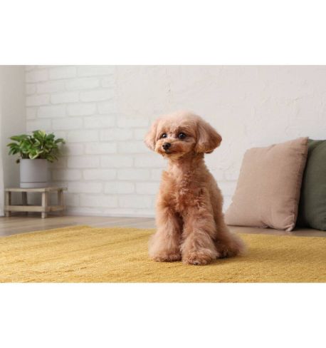 CANON 18-45mm F/4.5-6.3 IS STM black (RF-S)