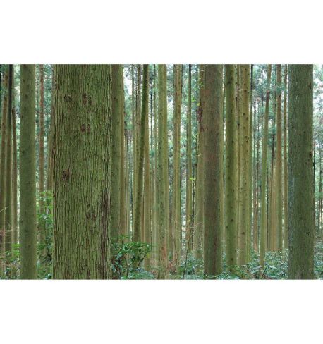 CANON 18-45mm F/4.5-6.3 IS STM black (RF-S)