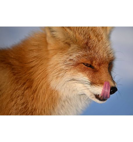 NIKKOR Z 400mm F4.5 VR S FX