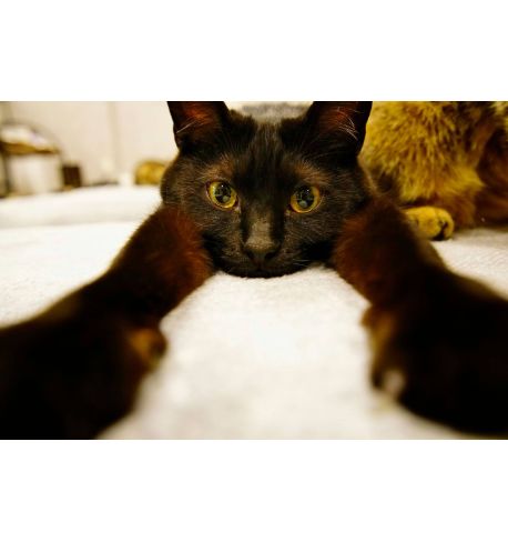 TOKINA 11-18mm F2.8 ATX-M (SONY E)