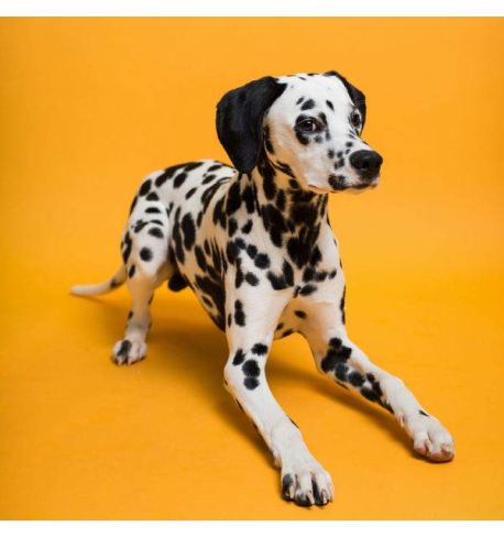 Savage Fondo de Cartulina Marmalade  2,72 x 11mts. (43)